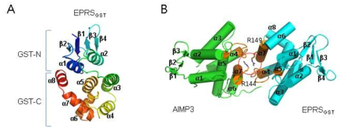 AIMP3와 EPRSGST complex의 구조. (A) EPRS GST 도메인의 fold. Four stranded b-sheet를 갖는 GST-N과 6개의 helix로 구성된 GST-C를 갖는다. (B) AIMP3와 EPRS이 heterodimeric interaction. 두 단백질의 GST-C를 이용하며 arginine을 중심으로 하는 interface2 (a4-a5 loop와 a7 helix)를 이용하여 결합한다