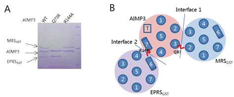 AIMP3와 EPRSGST binding interface. (A) MRSGST-AIMP3-EPRSGST complex에서 AIMP3 Q83R mutant는 MRSGST와 R144A mutant는 EPRSGST와 결합하지 않는다. (B) AIMP3의 binding interface 1를 이용하여 MRSGST, interface 2를 이용하여 EPRSGST와 동시에 결합할 수 있다