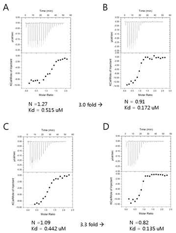 AIMP3와 EPRSGST binding affinity. Isothermal titration calorimetry로 측정한 AIMP와 EPRSGST의 결합 (A), AIMP3와 EPRSGST-AIMP2GST complex의 결합 (B), MRSGST-AIMP3 complex와 EPRSGST의 결합 (C), MRSGST-AIMP3 complex와 EPRSGST-AIMP2GST complex의 결합 (D)에서 결합비와 dissociation constant