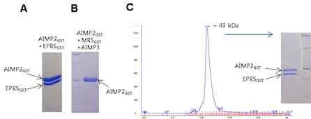 EPRSGST와 AIMP2GST의 interaction. (A) His-tag을 이용한 AIMP2GST의 pull down에서 EPRSST는 같이 정제된다. (B) His-tag을 이용한 AIMP2GST의 pull down에서 AIMP3와 MRSST는 같이 정제되지 않는다. (C) Gel-filtration상에서 AIMP2GST와 EPRSGST는 함께 용출되어 나오며 그 크기는 두 단백질의 분자량을 합한 정도이다