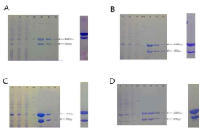 EPRS GST domain 과 AIMP2 GST domain 단백질의 복합체의 co-purification 및 최종 단백질 SDS PAGE. A. EPRS GST domain (1 to 163 add 31 a.a) 과 AIMP2 GST domain (111 to 320) 복합체, B. EPRS GST domain (1 to 175)와 AIMP2 GST domain (90 to 320) 복합체, C. EPRS GST domain (1 to 175) C92SC105SC123S mutant 와 AIMP2 GST domain (90 to 320), D. EPRS GST domain (1 to 175) C92SC105SC123S mutant 와 AIMP2 GST domain (90 to 320) S156D mutant 복합체,. T : Total, S : Soluble, P : Pass, SM : Protein Size marker, E : Elution fraction