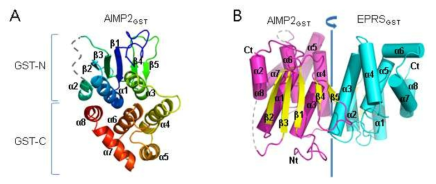 EPRSGST-AIMP2GST complex structure. (A) EPRSGST의 ribbon diagram. (B) EPRS (cyan)과 AIMP2 (megenta) interaction은 EPRS a3와 AIMP2 a4 helix과 평행인 축을 기준으로 pseuo-two-fold symmtery에 있다