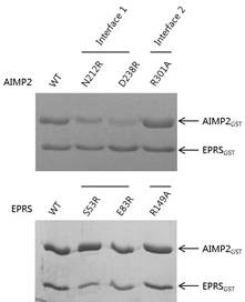 EPRSGST와 AIMP2GST의 binding interface. EPRSGST를 이용한 AIMP2GST wild type과 mutant의 pull down (위쪽)과 AIMP2GST를 이용한 EPRSGST wild type과 mutant의 pull down (아래쪽)