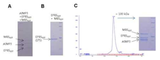 MRSGST-AIMP3-EPRSGST complex. (A) MRSGST와 AIMP3, EPRSGST는 함께 column에 붙어 정제된다. (B) His-tag을 이용한 EPRSGST의 pull down에서 MRSGST는 같이 정제되지 않는다. (C) Gel-filtration상에서 MRSGST와 AIMP3, EPRSGST는 함께 용출되어 나오며 그 크기는 세 단백질의 분자량을 합한 정도이다