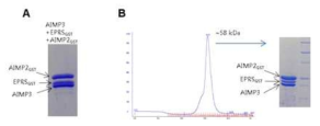 AIMP3-EPRSGST-AIMP2GST의 interaction. (A) AIMP3와 EPRSGST, AIMP2SGST는 함께 column에 붙어 정제된다. (B) Gel-filtration상에서 AIMP3와 EPRSGST, AIMP2SGST는 함께 용출되어 나오며 그 크기는 세 단백질의 분자량을 합한 정도이다