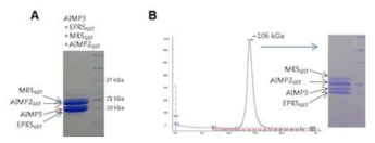 Interaction of GST domains in MSC. (A) MRSGST와 AIMP3, EPRSGST, AIMP2SGST는 함께 column에 붙어 정제된다. (B) Gel-filtration상에서 MRSGST와 AIMP3, EPRSGST, AIMP2SGST는 함께 용출되어 나오며 그 크기는 네 단백질의 분자량을 합한 정도이다