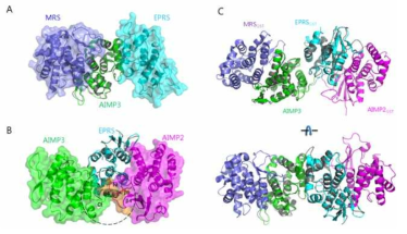 MRSGST-AIMP3-EPRSGST-AIMP2GST의 complex model. (A) AIMP3를 기준으로 superimpose한 MRSGST-AIMP3-EPRSGST heterotrimer. (B) EPRSGST를 기준으로 superimpose한 AIMP3-EPRSGST-AIMP2GST heterotrimer. (C) MRSGST-AIMP3-EPRSGST-AIMP2GST의 complex MRSGST (slate)와 AIMP3 (green), EPRSGST (cyan), AIMP2GST (magenta)가 순서대로 결합한다