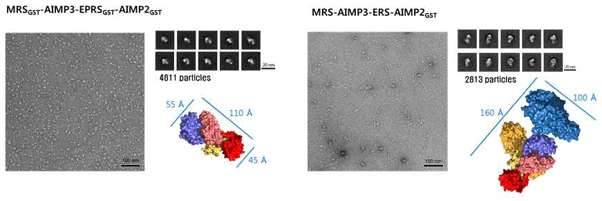 MRS-AIMP3-EPRS-AIMP2의 complex의 전자현미경 이미지. GST domain tetramer (왼쪽), MRS full-length와 ERS를 포함한 heterotetramer (오른쪽)