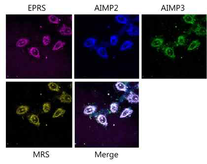 현광단백질 fusion MRSGST-AIMP3-EPRSGST-AIMP2GST complex