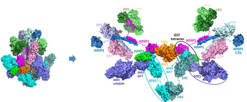 MSC의 부분 모델. Compact하게 fold된 형태 (왼쪽)과 MSC component protein간의 interactions (오른쪽)