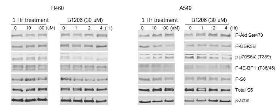 비소세포 폐암세포주에서 LRS inhibitor 인 B1206 의 처리가 mTORC1/2 경로에 미치는 영향