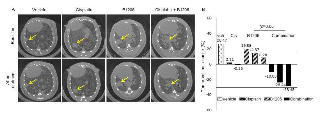 Kras:p53f/f 생쥐모델에서 B1206 과 cisplatin 의 병합 효과