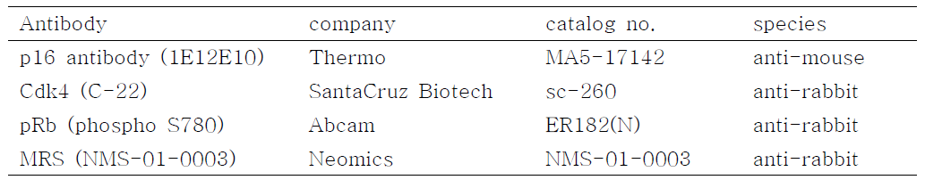 비소세포 폐암에서 MRS 의 발현과 임상적 의미를 확인하기 위해 사용된 항체들