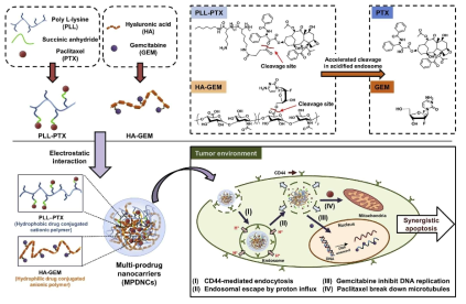 Multi-prodrug nanocarriers(MPDNC)와 표적암세포에서의 paclitaxel과 gemcitabine의 방출에 관한 모식도. 모둘은 양전하와 음전하에 각각의 항암제를 답제하고 표적암세포에서 동시에 방출되어 synergic 효과를 보임