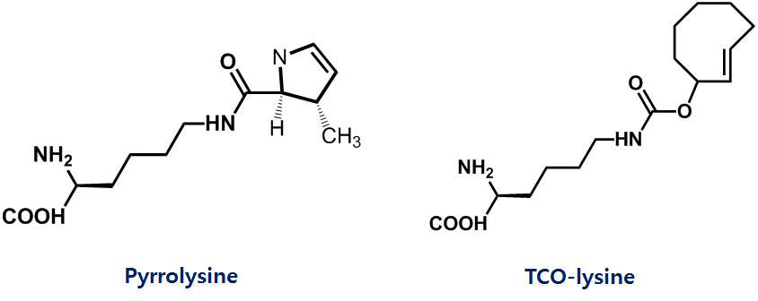 pyrrolysine과 TCO-lysine의 구조