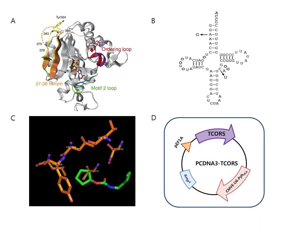 A: pyrrollysyl-tRNA synthetase 의 구조 B: pyrrollysyl-tRNA 구조 C: pyrrollysyl-tRNA synthetase의 active site 주변의 아미노산 D: pCDNA3-TCORS-Pylt