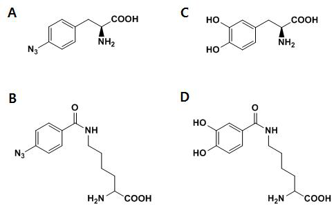 (A) 4-azido-L-phenylalanine(AzF) (B) 4-azidobenzoyl-L-lysine(AzbK) (C) 3,4-dihydroxy-L-phenylalanine(Dopa) (D) 3,4-dihydroxybenzoyl-L-lysine(DhbK)