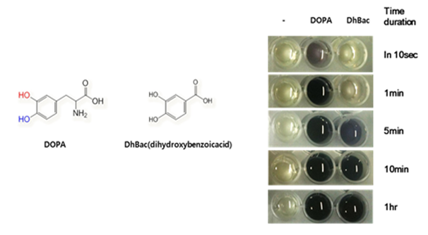 Reducing power of Dihydroxyphenyl group and Dihydroxybenzoyl group