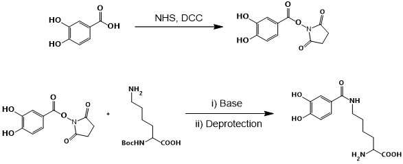 novel scheme for synthesis of 3,4-dihydroxybenzoyl-L-lysine