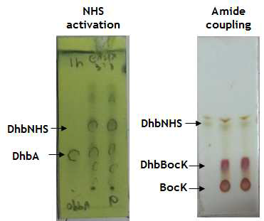 TLC result of DhbK synthesis