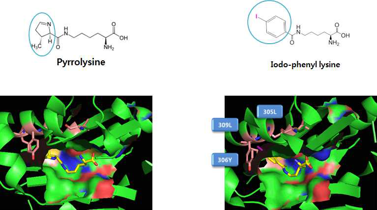 MmPylRS의 pyrrolysine 결합 포켓의 구조