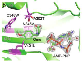 Ome와 결합한 OmeRS의 crystal structure