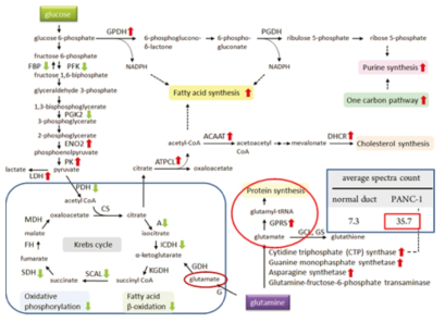 Schematic illustration of up and down-regulated metabolic proteins in PANC-1 cells and involvement of EPRS in glutamine metabolism. (J Proteom Res, 2012, 11, 554-563)