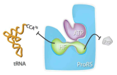 HF is an ATP-dependent dual-site inhibitor of PRS (Nature, 2013(494), 121-125)