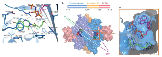 Structure of human ProRS with bound ligands (Nature, 2013(494), 121-125)