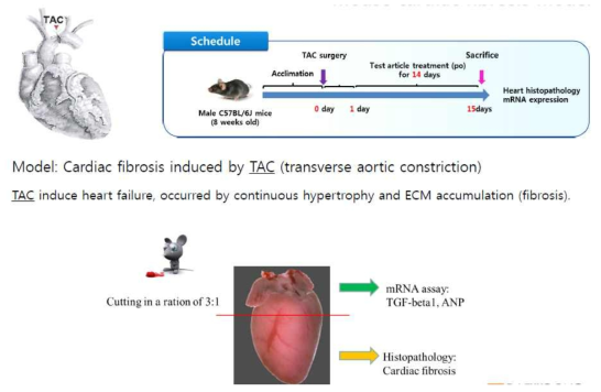 Scheme of TAC induced mice cardiac fibrosis