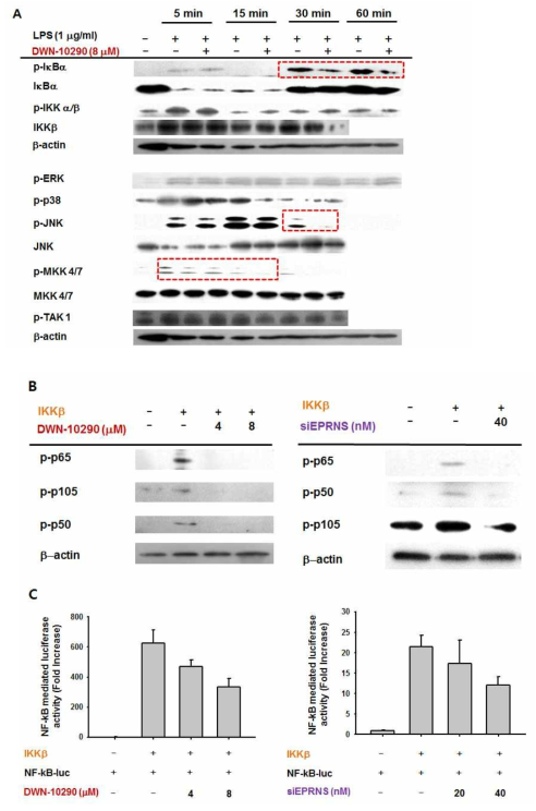 Effect of DWN10290 and siEPRS on activation of NF-κB and AP-1. Levels of NF-kB and AP-1 signaling pathway (p65/p50/c-Fos/c-Jun/ATF-2/FRA1/p-IkBa/p-MKK4/p-p65/p-p50/p-p105) in nuclear fractions or total lysates were determined by immunoblotting analysis with antibodies against the total protein