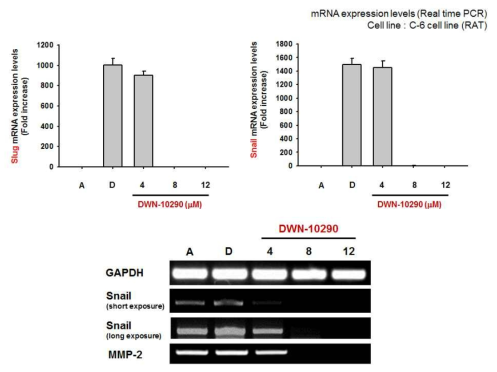 Effect of DWN10290 on inhibition of transcriptional levels related to EMT. The cell morphology was determined by microscopy and the mRNA expression levels (Snail, Slug, MMP-2) were analyzed by RT-PCR (real-time PCR)