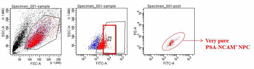FACS sorting에 의한 전분화능 줄기세포 유래 신경전구세포의 순수분리