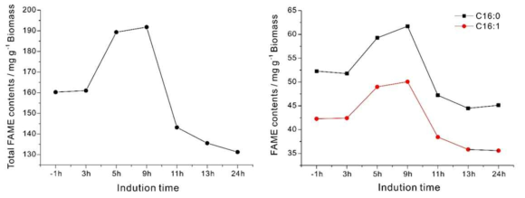 GC를 이용한 FAME 분석 결과. 왼쪽: 총 FAME content, 오른쪽: biodiesel의 주요 성분인 C16 content