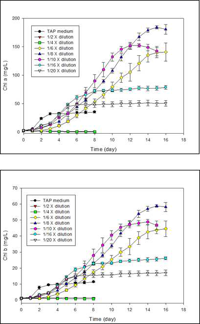 다양한 희석 배율의 축산폐수와 TAP 배지에서의 클로렐라 불가리스의 클로로필 함량의 변화