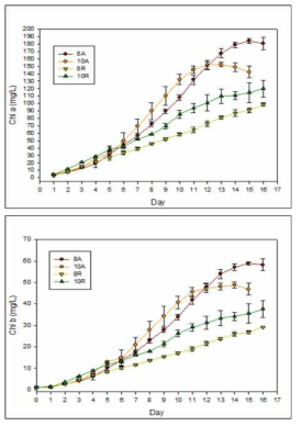 8배, 10배 희석한 축산폐수에서 멸균 여부에 따른 클로렐라 불가리스의 클로로필 농도의 변화 (A : autoclaved, R : raw)