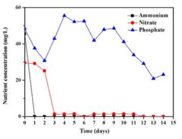 Removal of nutrients in the 20 % FWW medium at the fermenter