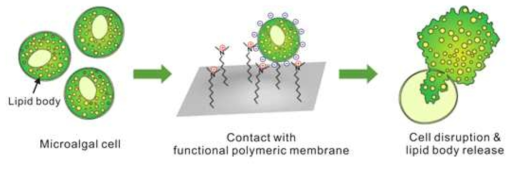 미세조류 세포가 고분자 코팅 표면과 접촉하여 파쇄되는 작용의 도식화 그림