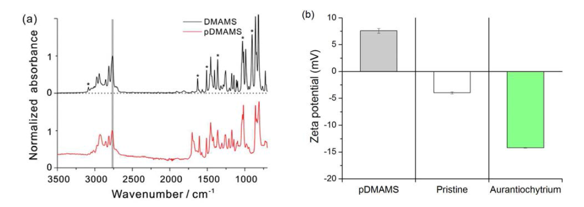 (a) pDMAMS가 코팅된 멤브레인과 DMAMS 단량체의 FT-IR spectra (b) pDMAMS가 코팅된 멤브레인, 코팅되지 않은 멤브레인 (Pristine), 미세조류 자체 (Aurantiochytrium) 의 제타 포텐셜 그래프