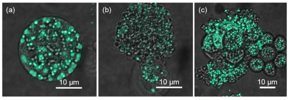 pDMAMS 코팅 멤브레인으로 처리한 Aurantiochytrium 세포의 BODIPY 염색 사진 (형광 + bright field image). 초록색으로 염색된 부분이 염색된 lipid body. (a) 처리 전 (b) 9시간 처리 (c) 24시간 처리