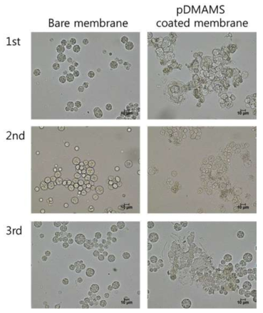 pDMAMS 멤브레인을 재사용한 배양액의 현미경 사진 (오른쪽) 및 코팅하지 않은 멤브레인으로 처리한 배양액 (왼쪽)