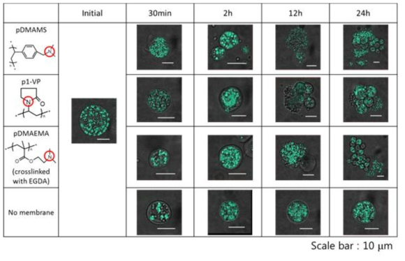 pDMAMS, p1-VP, pDMAEMA-EGDA, pristine membrane 으로 처리한 Aurantiochytrium 세포의 상태