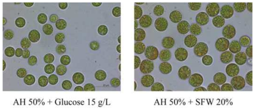 미세조류 배양 조건에 따른 현미경 사진