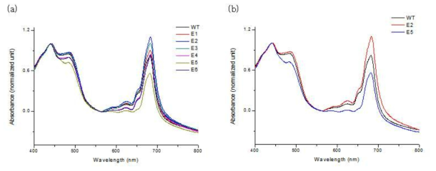 (a) UV spectra of C. vulgaris wild-type, E1, E2, E3, E4, E5, and E6. (b) Comparison of UV spectra of C. vulgaris wild-type, E2, and E5