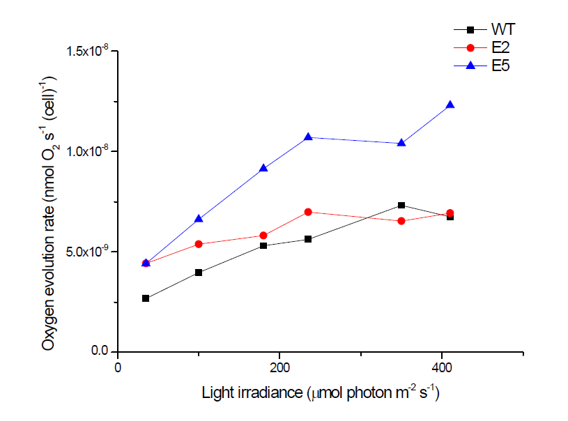 Light saturation curves of photosynthesis in C. vulgaris wild-type (WT), E2, and E5. The oxygen evolution rates were measured on a per cell basis. Cells were grown under photoautotrophycally, and light intensity of 200 μE. The samples were taken from the early exponential phase