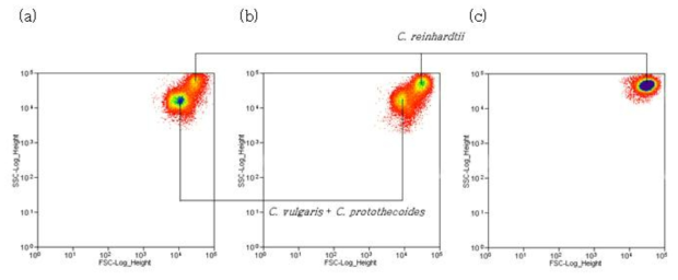 FACS two-dimensional dot plots of samples taken from (a) inoculum, (b) mixed culture when the turbidostat started, and (c) mixed culture after cultivation time of 75 hours