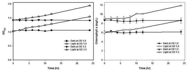 OD 1.0, 1.5에서 각각 낮 주기와 밤 주기를 주었을 때의 N. gaditana의 OD와 클로로필 변화