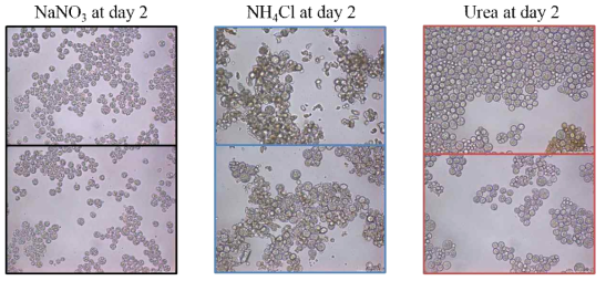 Morphological changes with various N sources. Microscopic images was obtained after 2 days cultivation