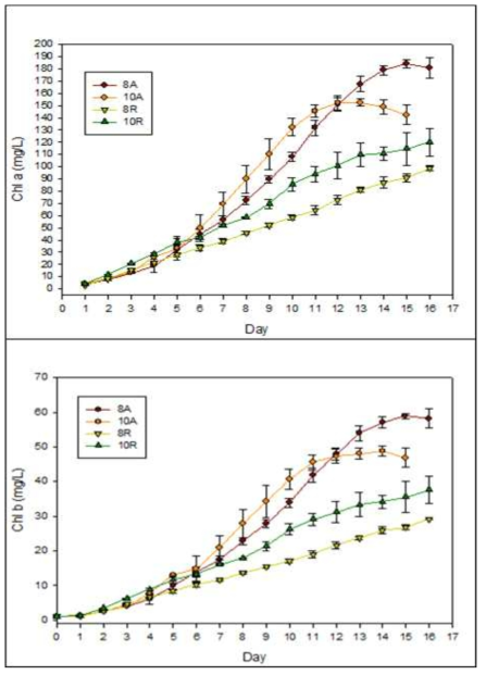 Change of chlorophyll amount of Chlorella vulgaris in autoclaved and raw livestock wastewater with dilution rate as 8 and 10. A: autoclaved, R: raw