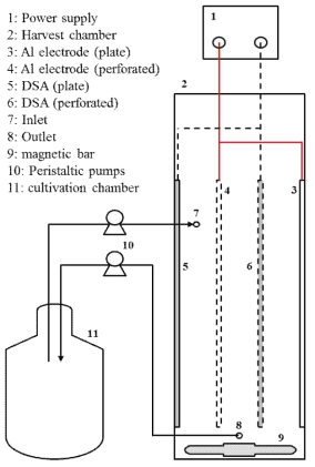 Schematic diagram of the continuous microalgae harvest system